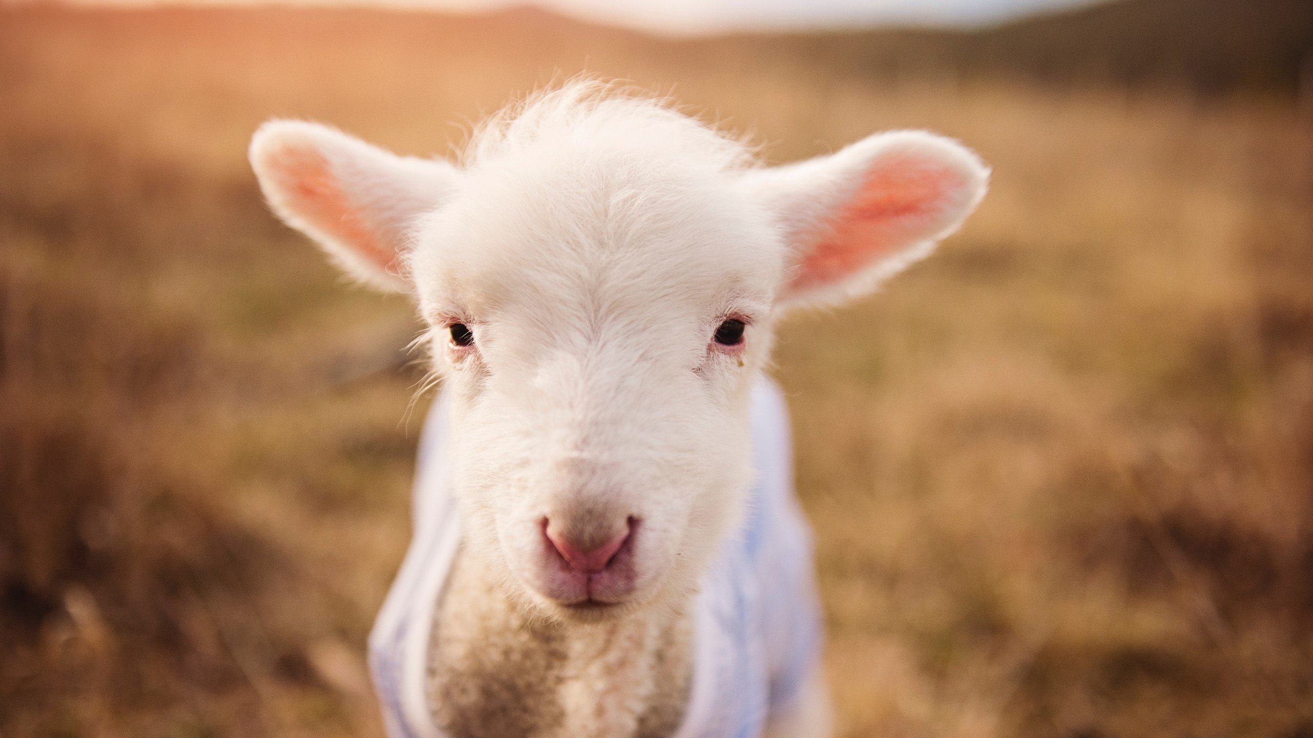 火箭主帅坦言球队在细节执行上仍有提升空间，火箭原主帅