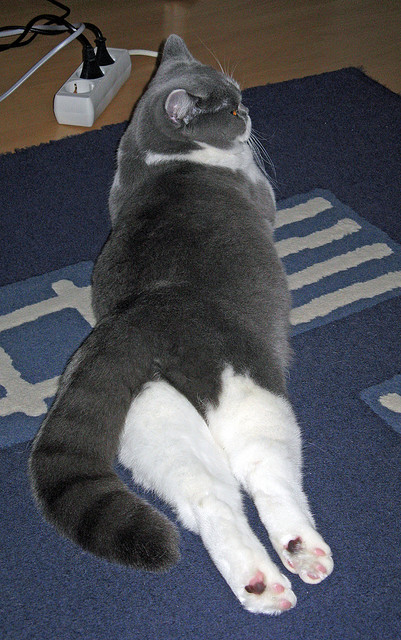 世俱杯比赛视频在线观看-美洲杯星光璀璨：明星演绎绿茵传奇！，lv美洲杯