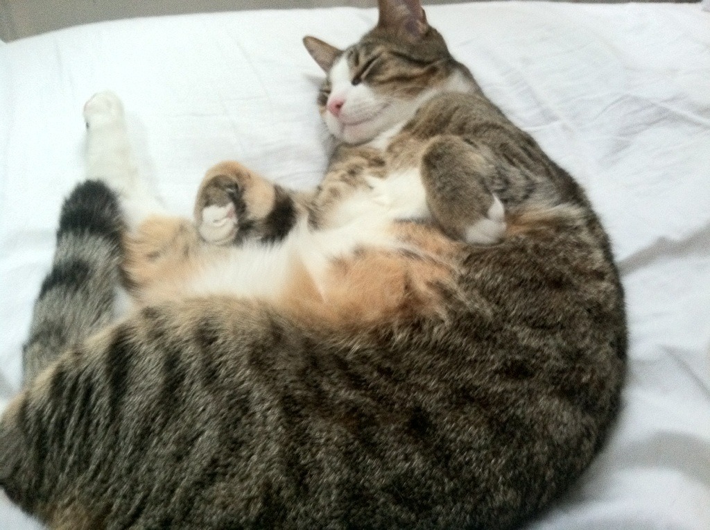 FIFA Club World Cup 2025-西甲球迷文化：从体育到生活方式，西甲被球迷称为