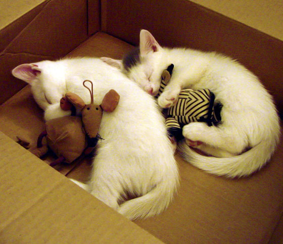 青少年篮球赛事开展反兴奋剂知识普及教育,青少年反兴奋剂考核