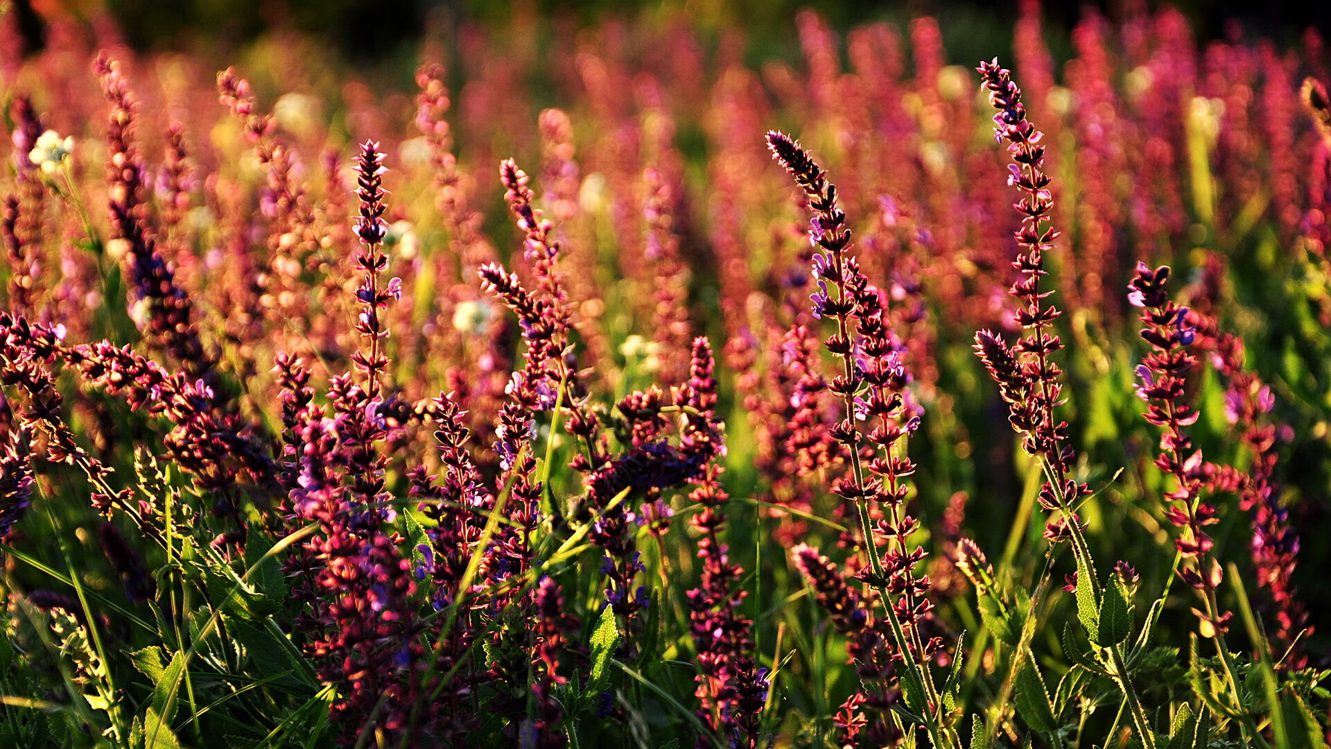 马拉松选手刷新亚洲纪录,马拉松亚军